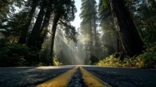 Beautiful Forest Road Images with Trees HD Free Download