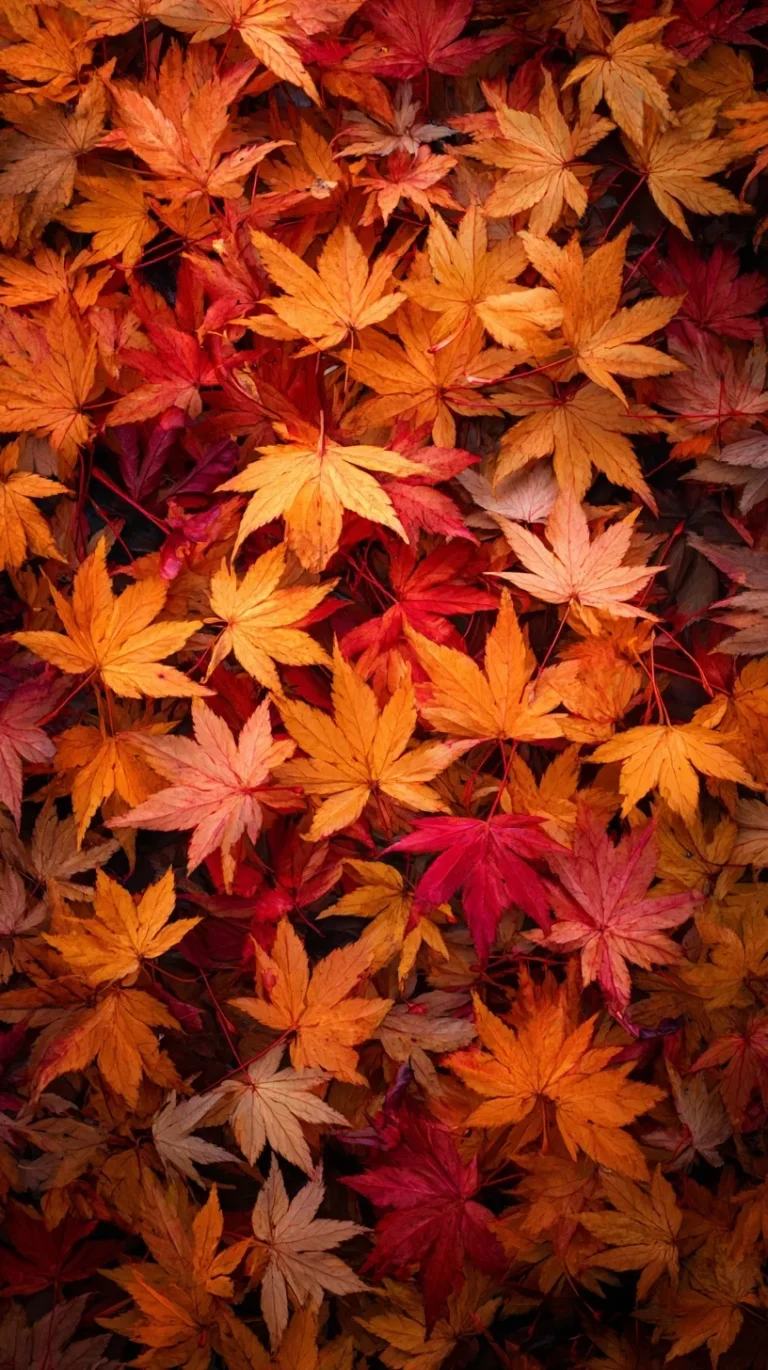 Cozy & Crisp: 35+ Aesthetic Autumn iPhone Wallpapers (True 4K & HD)